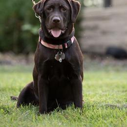 Labrador Retriever puppies from Limestone River Labradors