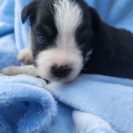Btf2 - Black tri female Miniature Australian Shepherd puppy in Lakeland, Florida from Sunshine Mini Aussies