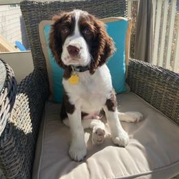 English Springer Spaniel Puppies from 31 Pines Springers & Retrievers