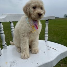 Aussiedoodle and Poodle Puppies from Diamond M Poodles and Doodles