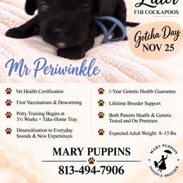 Mr Periwinkle - Black male Cockapoo puppy in Tampa, Florida from Mary Puppins