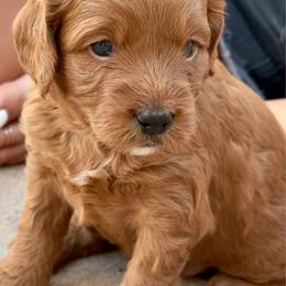 Pink tiny - Apricot female Goldendoodle puppy in Mesa, Arizona from Tails and Trails Doodles