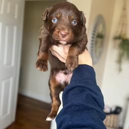 Grinch - Red tri-color male Australian Shepherd puppy in Tyner, Kentucky from Lil’ Town Aussies