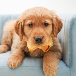 Kisses - Dark golden female Golden Retriever puppy in Elmwood Park, Illinois from Goldens&MiniAussiesWithFinesse