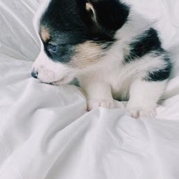 American Corgi and Pembroke Welsh Corgi Puppies from San Diego Corgi Haven