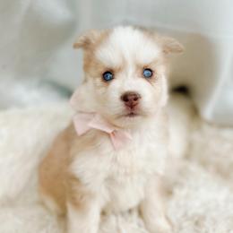 Magnolia - Merle female Pomsky puppy in Cleveland, Ohio from Lake Point Pomskies