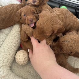 Goldendoodle Puppies from Summer Sun Doodles
