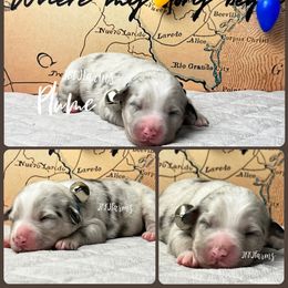 (4) Plume - Blue merle female Miniature Australian Shepherd puppy in Huntington, Texas from JKKJ Farms