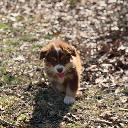 Boy 3 - Red tri-color male Australian Shepherd puppy in Millville, New Jersey from Creekside Canines