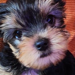 Theo (Theodore) - Blue and gold male Yorkshire Terrier puppy in Potomac, Maryland from Fabiana's Yorkshire Terriers