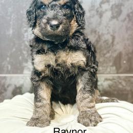 Raynor - Phantom male Goldendoodle puppy in Pasco, Washington from Camp Doodle Woods