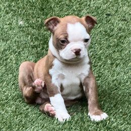 Aida - Brindle and white female Boston Terrier puppy in Monroe, Washington from Nordkyn Boston Terriers