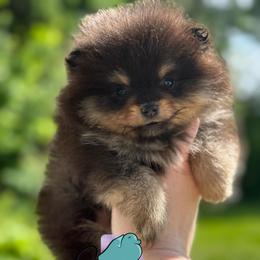 Dodger- 3250.00 dollars - Black and tan male Pomeranian puppy in Perry County, Ohio from Speechless Pom’s