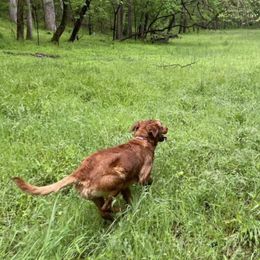 Goldendoodle All Grown Up from Golden Lily Doodles