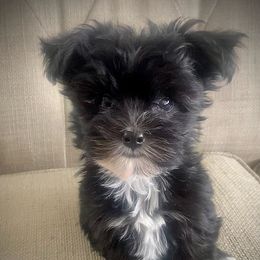 Shih Tzus, Shorkies, Yorkipoos, and Yorkshire Terriers from Little Rascal Ranch