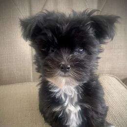 Shih Tzus, Shorkies, Yorkipoos, and Yorkshire Terriers from Little Rascal Ranch