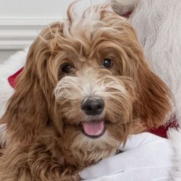 Amber - Goldendoodle