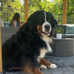 Cesaro - Bernese Mountain Dog