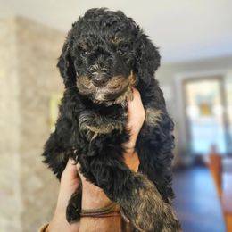 Bernedoodle Puppies from Whispering Aspen Homestead