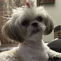 Shih Tzu Puppies from Prescious Shih Tzu’s