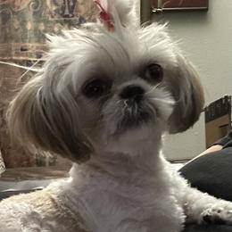 Shih Tzu Puppies from Prescious Shih Tzu’s