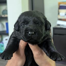 Yellow collar - Black female Labrador Retriever puppy in Lithonia, Georgia from Marmolejos Labs