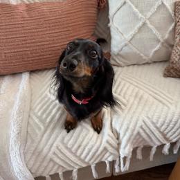 June - Dachshund