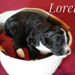 Girl 4 - female Bernedoodle puppy in Pauls Valley, Oklahoma from Daisy’s Doodles