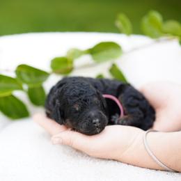 Pink collar - Phantom female Bernedoodle puppy in Spokane, Washington from Doodle Love