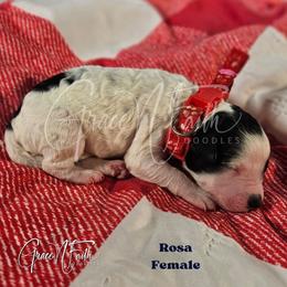 Rosa - Parti female Goldendoodle puppy in Peyton, Colorado from Grace N Faith Doodles