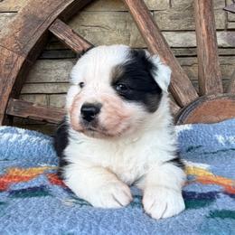 Roman - Black tri-color male Australian Shepherd puppy in Sedalia, Missouri from Affinity Aussies