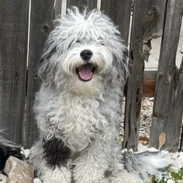 Aussiedoodles and Bernedoodles from Heart J Bernedoodles