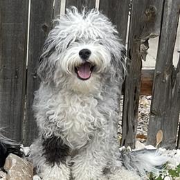 Aussiedoodles and Bernedoodles from Heart J Bernedoodles