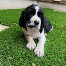 English Springer Spaniel Puppies from Enos Ranch Springer Spaniels