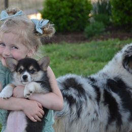 Pembroke Welsh Corgi Puppies from Griswold Pembroke Welsh Corgis