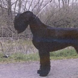 Giant Schnauzers from Clear Days Giant Schnauzers
