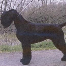 Giant Schnauzers from Clear Days Giant Schnauzers