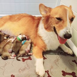 Pembroke Welsh Corgi Puppies from Milton Corgis