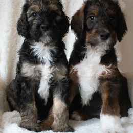 Saint Berdoodles from Bentley's Beloved Paws