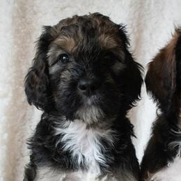 Saint Berdoodles from Bentley's Beloved Paws