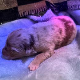 Boy 1 - Red merle male Australian Shepherd puppy in East Hartford, Connecticut from CT Aussies