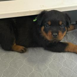 Lizzo - Black and tan female Rottweiler puppy in Mcminnville, Oregon from JHB Rottweilers