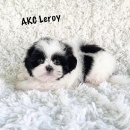 AKC Leroy - Black and white male Shih Tzu puppy in Greenville, South Carolina from Babyface Shih Tzu