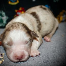 Casper - Red merle male Australian Shepherd puppy in El Dorado Springs, Missouri from HP Aussie Kennels