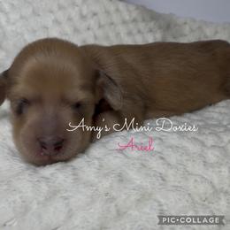 AKC Ariel - Red female Dachshund puppy in Jena, Louisiana from Amy’s Mini Doxies
