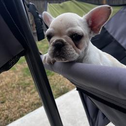 Tinsel - Cream female French Bulldog puppy in New Braunfels, Texas from Quist family farm