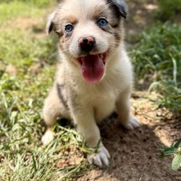 7-Up - Blue merle female Australian Shepherd puppy in Athens, Texas from Quintessential Aussies