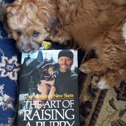 Aussiedoodle Puppies from North Idaho Miniature Aussiedoodles