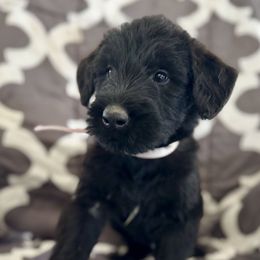 Tortellini - Black female Giant Schnauzer puppy in Parker, Colorado from Pawsh K9’s