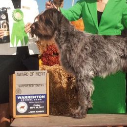 Wirehaired Pointing Griffons from Mary's Wirehaired Pointing Griffons